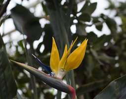 Botanical stories: Strelitzia reginae
