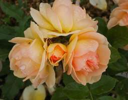 10 suloisinta ruusua Tähkäpuistosta