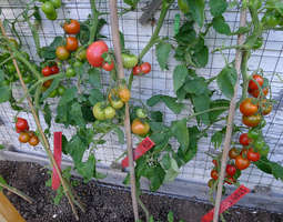 Taitavaa tomaatinkasvatusta kylmässä Kainuussa