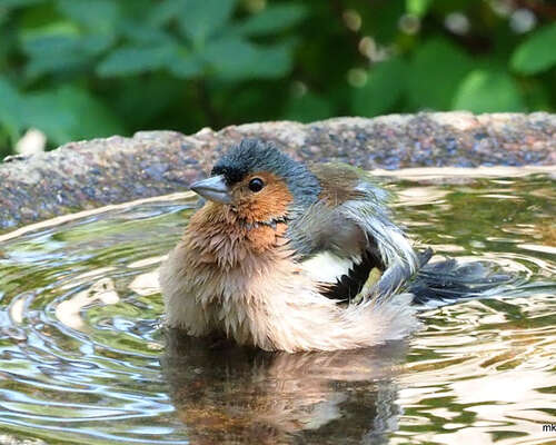 Lintuja kylpemässä elokuun helteisinä päivinä