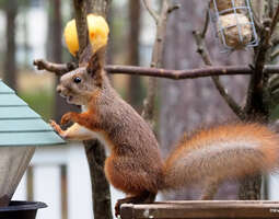 Oravakuvausta keittiön ikkunasta