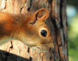 Oravia ja syksyn merkkejä tontillamme