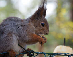 Oravien keväistä elämää tontillamme