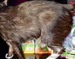 Schesir - Bio products for Cats