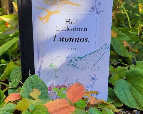 Heli Laaksonen: Luonnos.