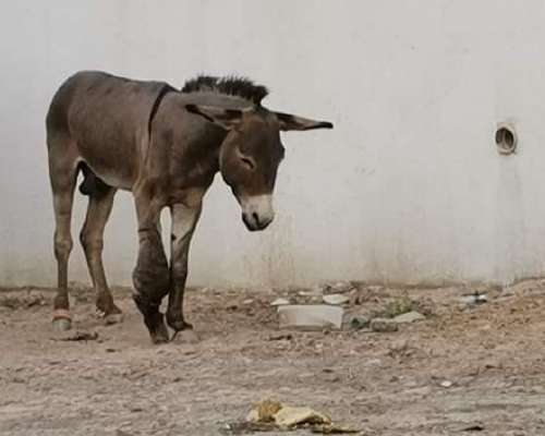 Eläinten oikeudet arabimaissa, osa 1: Surulli...
