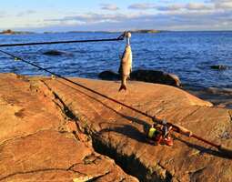 Voiko Helsingin rannoilta kalastettuja kaloja...