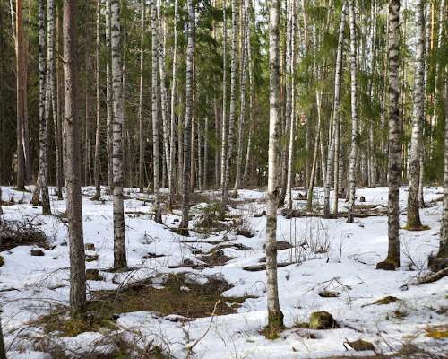 Metsässä vielä lunta