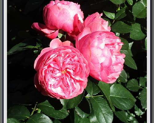 Ruusutarha: Virtuaalinen ruusu nr 465