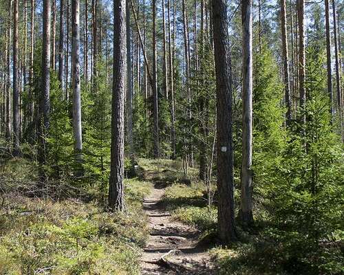 Patikointia Teijon kansallispuistossa: Sahajä...