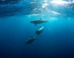 Onnenhetkiä: Ui delfiinien kanssa