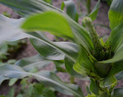 Maissin kehitys hyvin varhaista tänä vuonna