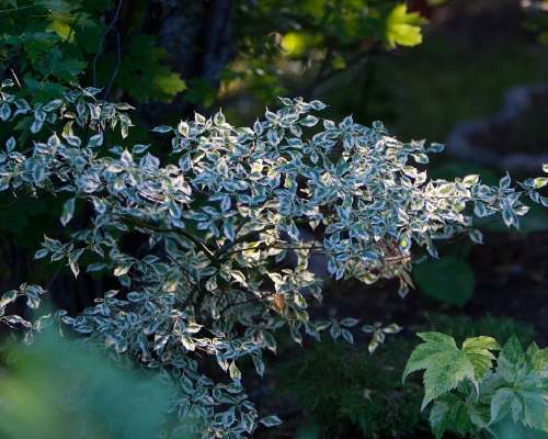 Cornus alternifolia ‘Argentea’
