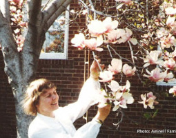 Kotipihamme magnolia Torontossa