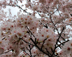 Kevät Kiotossa