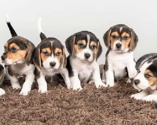 Kuvattavana kahdeksan vauhdikasta beaglenpentua...