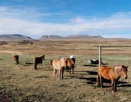 10 unohtumatonta elämystä Pohjois-Islannissa