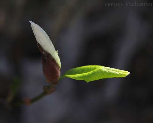 Magnolian ensimmäinen kukka