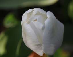 Valkoiset tulppaanit