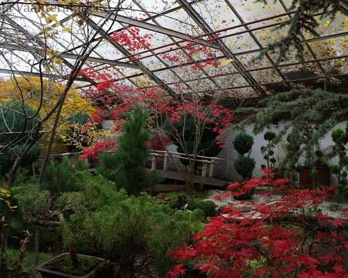 Viherpajan japanilainen puutarha