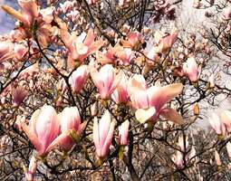 Magnolia tarkoittaa kevättä