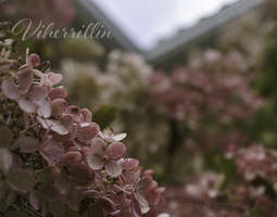 Kaunista kotiin hortensian kukilla - Hydrange...