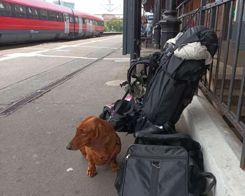 Vieraskynä: Koiran kanssa raiteille Eurooppaan