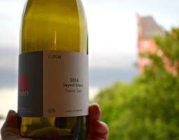 Viinitorstai: Seyval Blanc on hybridiviini
