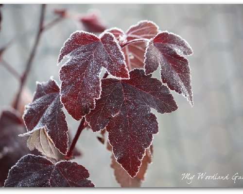 Katoavaa kauneutta - The first (autumn) frost 2022