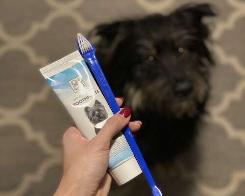 Koiran hampaiden pesu – ja mitä siinä oikeast...