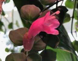 Soihtuköynnös Thai Pink kukkii