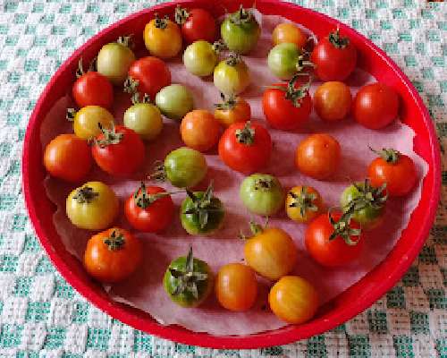 Tomaatit punastuvat sisätiloissakin