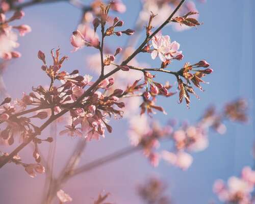 Kirsikankukkia Roihuvuoressa