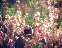 Bumblebee forest
