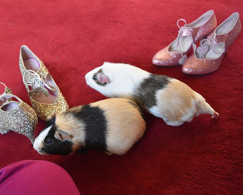 Fancy shoe photoshoot with little pigs