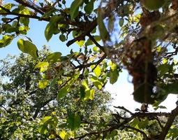 Ötökkä nimeltään omenankehrääjäkoi