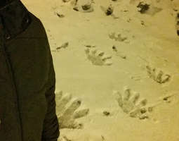 Bigfoot tracks in Kuopio!