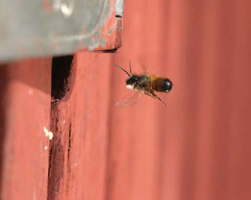 Rusomuurarimehiläinen – tarhamehiläisen villi...