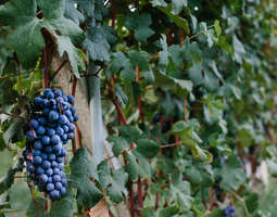 Barolo, the heart of the wine regions