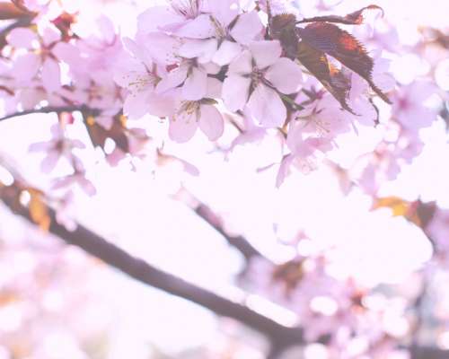 Cherry Blossoms in May