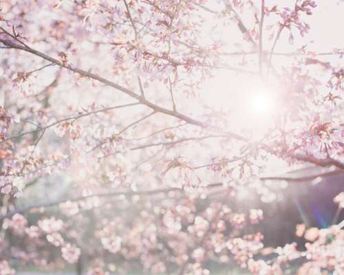 Cherry Blossoms & Tea Parties