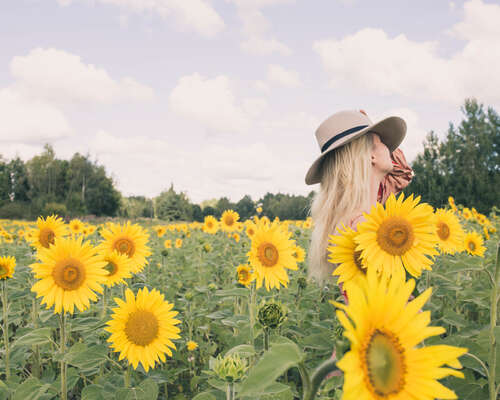 Golden Sunflower Fields