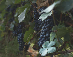 Piemonte Grapes